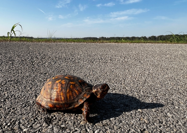 Eastern Box Turtle